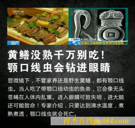 生吃黃鱔可能感染寄生蟲,體內亂鉆